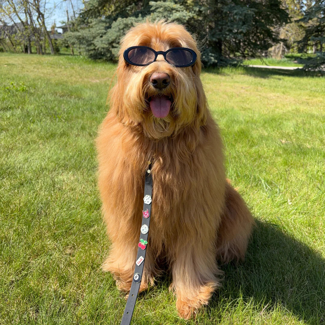 Moodie 4-in-1 Leash