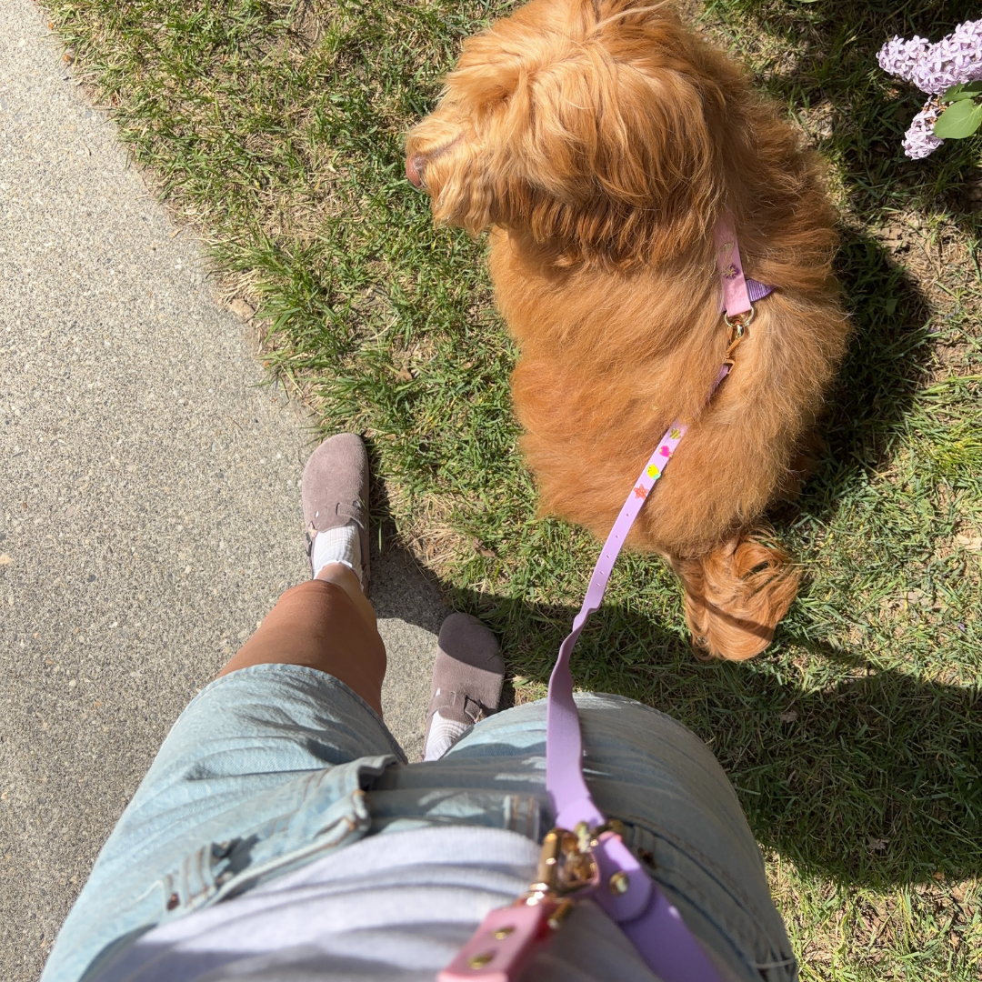 Moodie 4-in-1 Leash